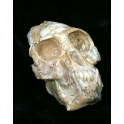 Mesopithecus pentelicus