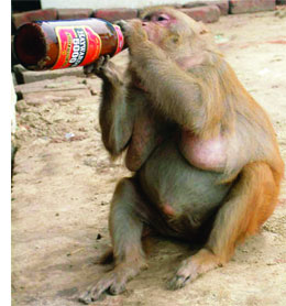 beer-monkey.jpg