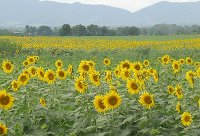Sunflower_Field