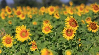 Sunflower_Field_Saraburi_Thailand
