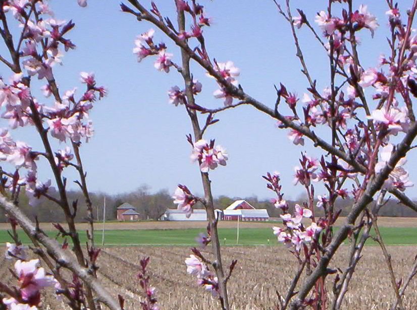 spring%20flowers%20010%20PEAACH%20BLOSSUMS.jpg