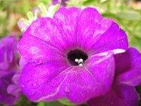 Blue Poppy-national flower