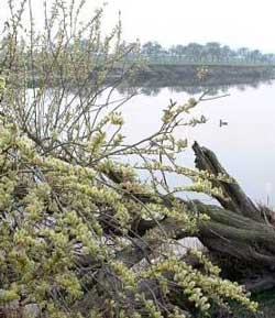 image: pussy willow by the river