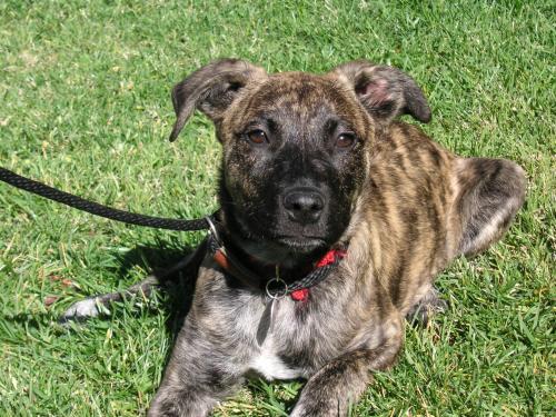 brindle breed list brindle dingo dogs breeds picture brindle breed list brindle dingo dogs breeds picture