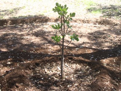 Fig tree Photo 2