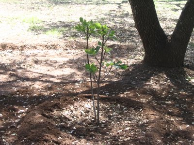 Fig Tree Photo 1