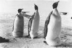 Merayo: Somos pingüinos necesitamos que uno se tire para tirarnos