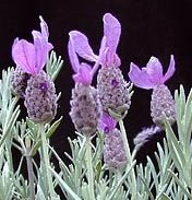 Lavendula stoechas - Spanish lavender