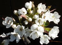 asian pear tree blossom