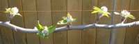 espaliered apple in blossom