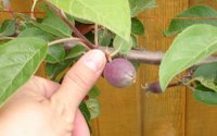 Espalier apple showing thumbnail sized fruit in May
