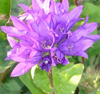 campanula flower