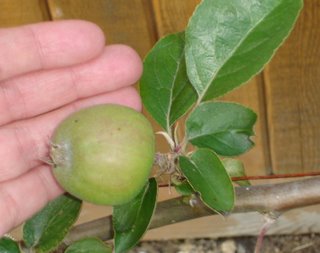 espalier apple in early June
