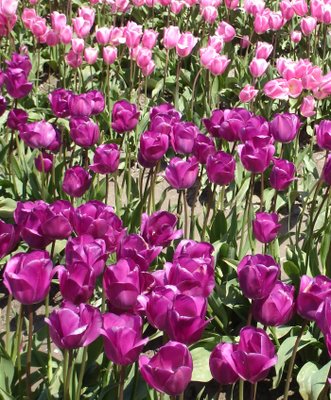 Colourful tulip display, Skagit Valley Tulip Festival