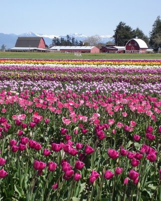 Fields of tulips in Skagit Valley