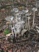 tall white mushrooms