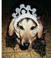 dog with party crown