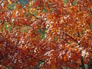 autumn foliage red oak