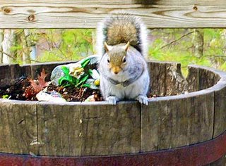 squirrel on barrel