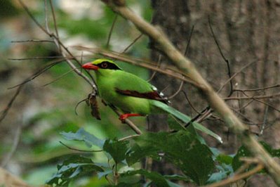 Red-billed Green Magpie