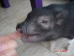 cerdo vietnamita