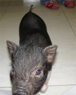 cerdo enano vietnamita