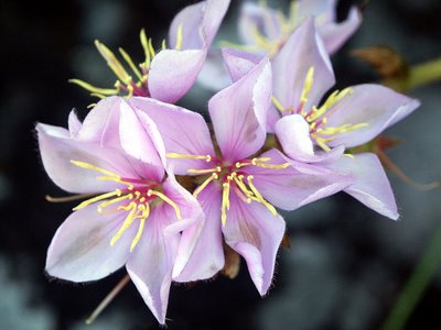 Florcitas, Flor de la Caoba. Especie nativa de / Native to:…