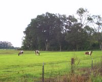 Neighbor's horses