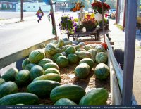 Squash and melons