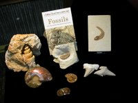 Fossils available at The Miners Hut