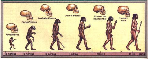 Resultado de imagem para teoria evolucionista