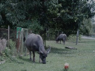 buffaloes grazing near the mosque in Temerloh