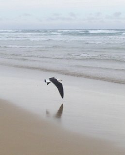 Pacific Gull : Larus pacificus 
