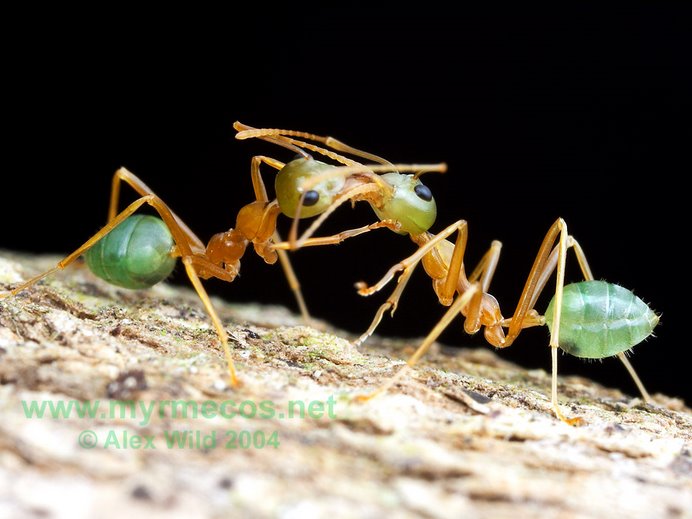 Formigas fazendo troca de alimentos