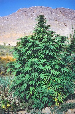 Cannabis A History 2004 Martin Booth Paperback Book Weed Pot Marijuana Rare Vtg Cannabis A History 2004 Martin Booth Paperback Book Weed Pot Marijuana Rare Vtg