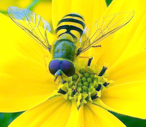 carulmare : Blommor och bin