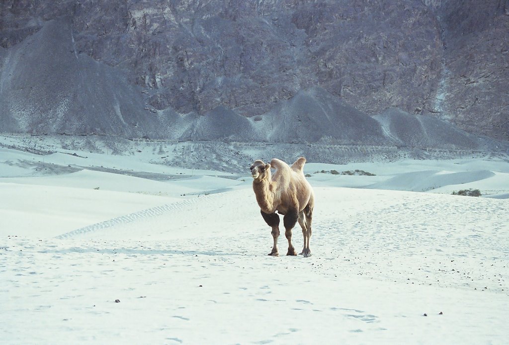 Leh Logs: Days Four & Five