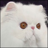 Persian Cat. Image taken from http://www.pandecats.com