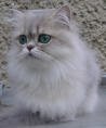 Persian Kitty