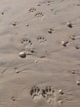 Fresh tracks in sand