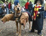 Harry Potter & the 3-headed Companion
