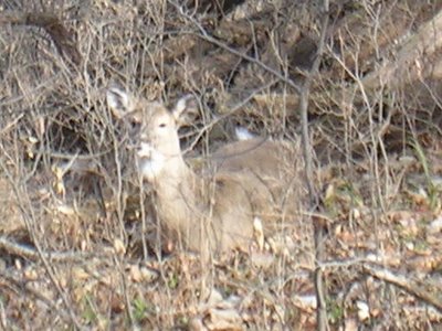A doe laying in the brush.