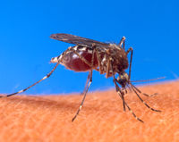 mosquito repellent mosquitoes virus fogging malathion aedes anopheles malaria dengue chikungunya disease