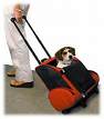 travel trip vacation pets dogs cats holiday flight plane pet cat dog