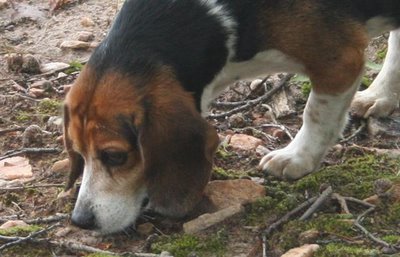 beagle tracking