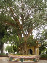 THE BODHI TREE
