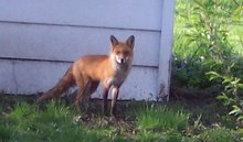 That a pretty Red Fox