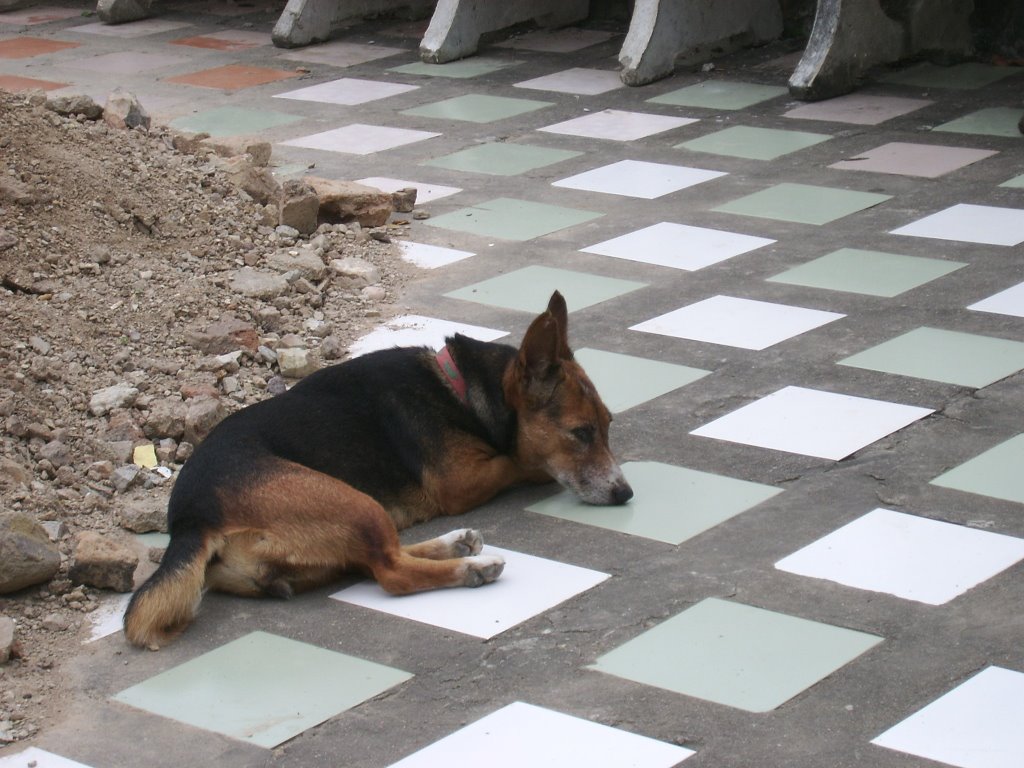 Dog Friendly Self Catering Kirkby Lonsdale Dog Friendly Self Catering Kirkby Lonsdale