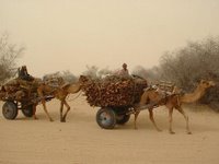 Camels - Bikaner have Asia'a largest camel breeding farm