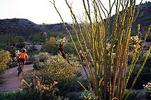 Ahhh, it's the spidery Ocotillo cactus...